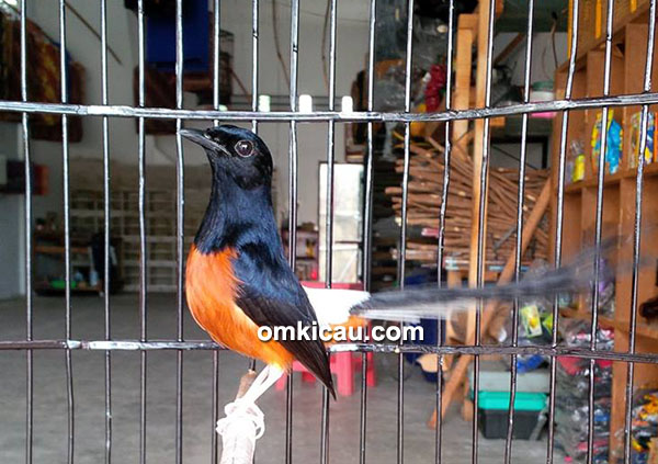 Breeding murai batu Lina BF Bandarlampung