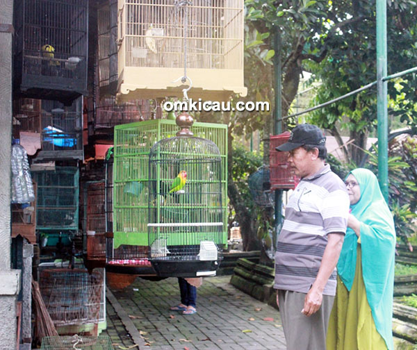 Harga burung kicauan di Pasty Jogja periode Februari 2017 