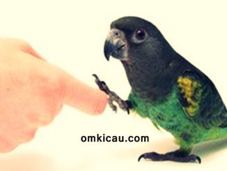 Memahami bahasa tubuh burung sebagai salah satu bentuk interaksi