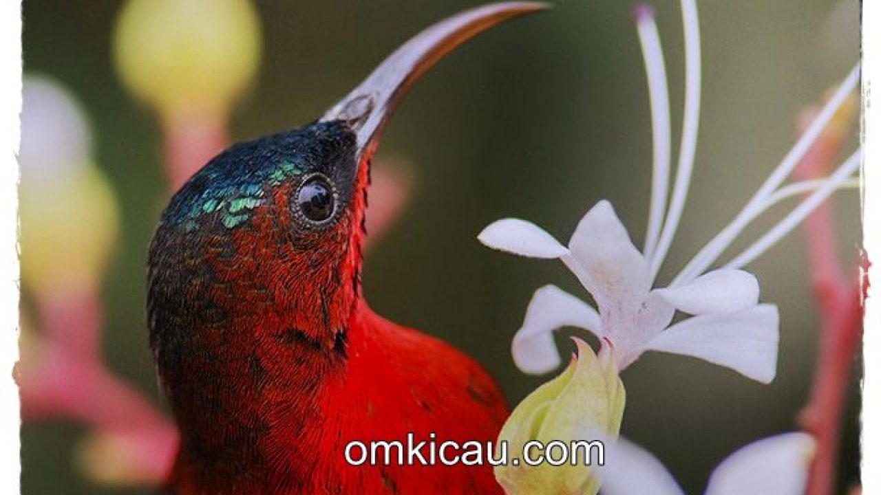 35+ Burung kolibri raja jantan terbaru