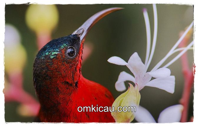 Burung-madu sepah-raja (Crimson sunbird) 