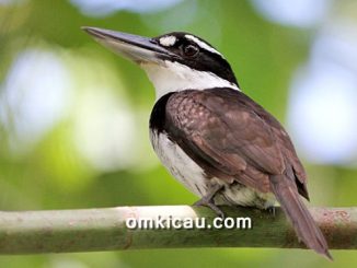 Burung cekakak murung endemik Halmahera