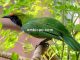 Tips menjaga kondisi burung cucak hijau agar tampil maksimal
