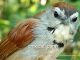 Burung tepus pipi-perak yang dilindungi | Foto: Pramana Yuda , OBI