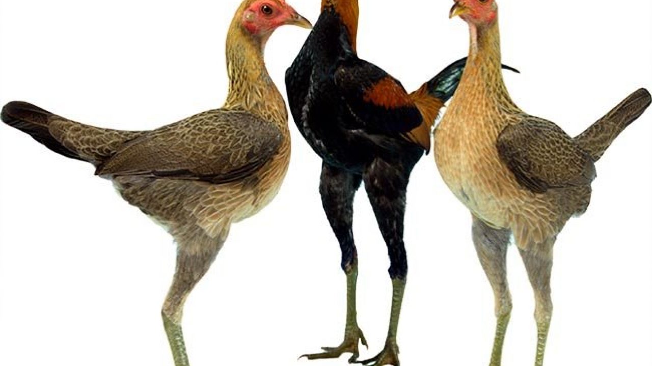 Ayam Modern Bantam Si Jangkung Dari Inggris Om Kicau