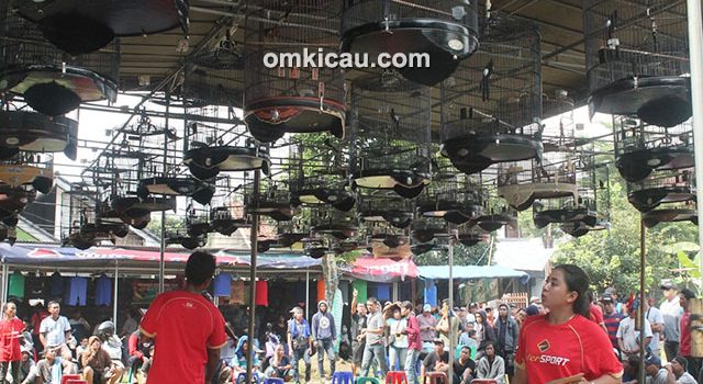 Lomba burung berkicau Ciganjur Single Fighter