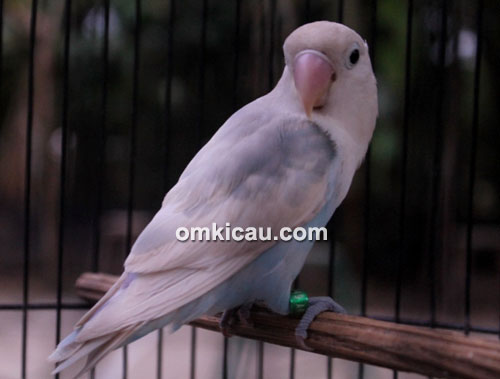 Lovebird Bludru