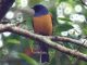 Burung sikatan bakung / Timor blue flycather