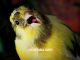 9 langkah mudah perawatan burung kenari agar cepat gacor