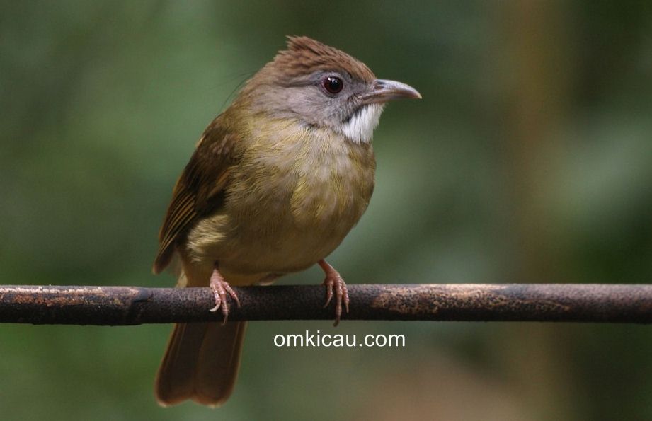 Gambar Burung Wambi Mini iJantani Dan Betina