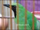 Tips menangani burung cucak hijau yang mendadak lumpuh