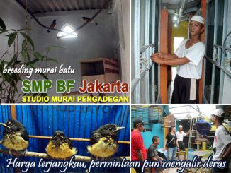 Breeding murai batu SMP BF Jakarta