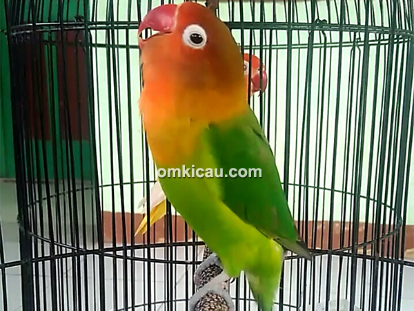 Lovebird Felisha