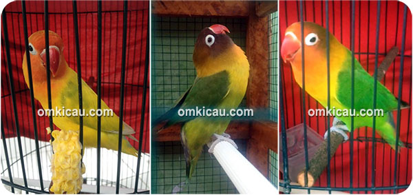 Lovebird andalan Om Ajek Permana