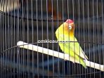 Lovebird Kusumo