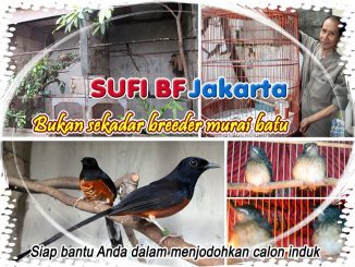 Breeding murai batu Sufi BF Jakarta
