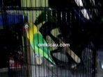 Lovebird Siliwangi