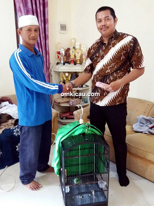 Cucak hijau Rolex