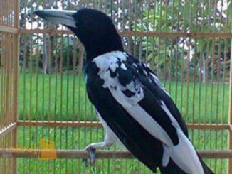 Burung jagal papua yang mulai digemari oleh kicaumania