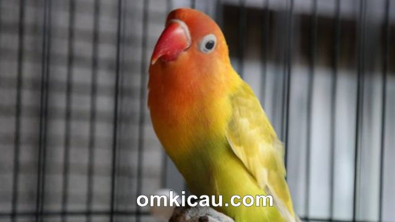 Cara Menjinakkan Lovebird Yang Terlalu Giras Om Kicau