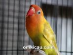 Tips menjinakkan burung lovebird yang terlalu giras