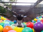 Memodifikasi kandang umbaran burung