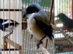 Tip merawat burung yang bondol ekor