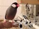 Burung gelatik jawa yang mempunyai suara kicauan yang unik