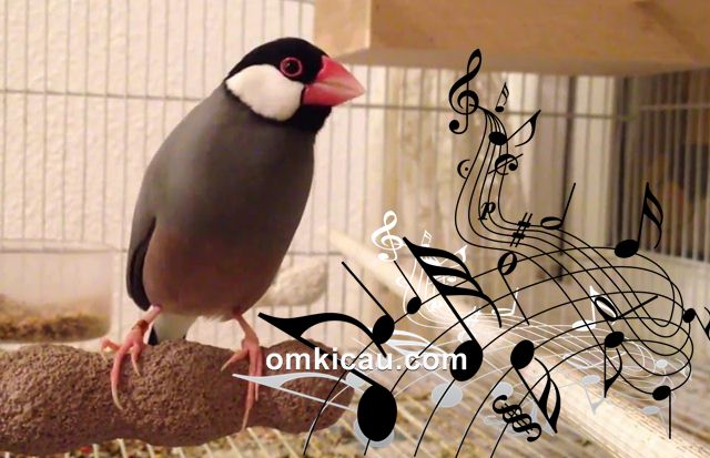 Burung gelatik jawa yang mempunyai suara kicauan yang unik