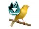 Download Suara Burung Kenari MP3
