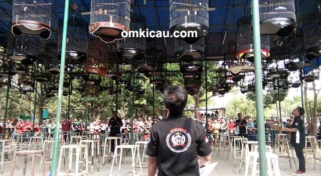 lomba burung berkicau