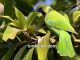 Jerdon's leafbird yang berasal dari India dan Sri Lanka