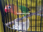 lovebird 2 Nonom