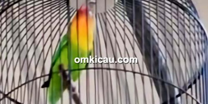 Lovebird Marco
