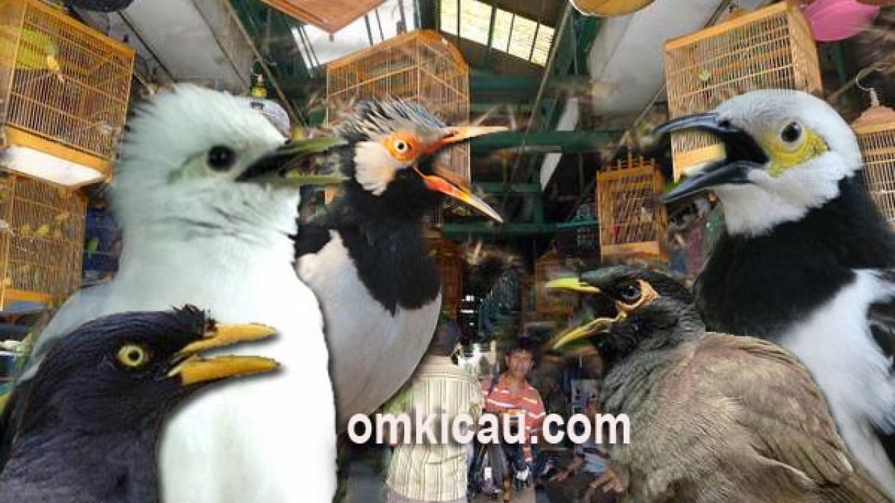 Harga burung jalak terbaru di Jabodetabek dan sekitarnya – OM KICAU