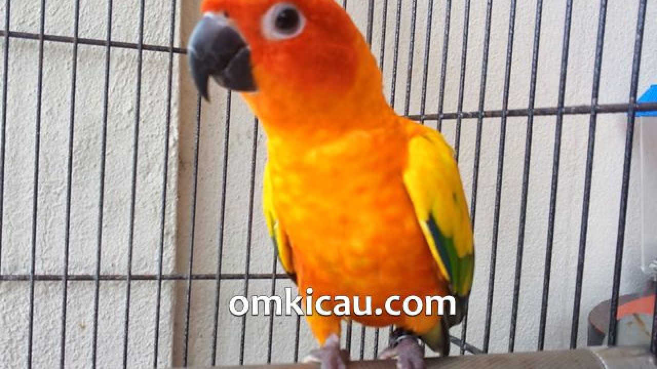 Cara Merawat Burung Sun Conure Agar Selalu Aktif Om Kicau