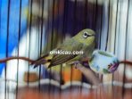 Pleci Ceper
