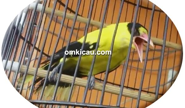 burung kepodang rajin bunyi