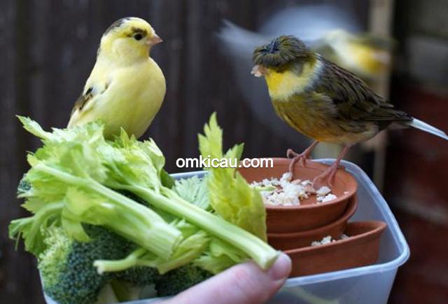 sayuran untuk burung