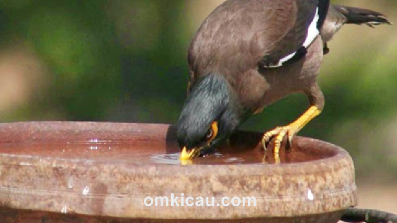 31+ Burung yuhina kalimantan terbaru