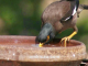Sebagian burung memiliki kebiasaan mencelupkan pakan ke dalam air minumnya