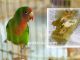 Tiga macam cara mengobati burung yang sakit diare