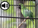 Burung cucak hijau