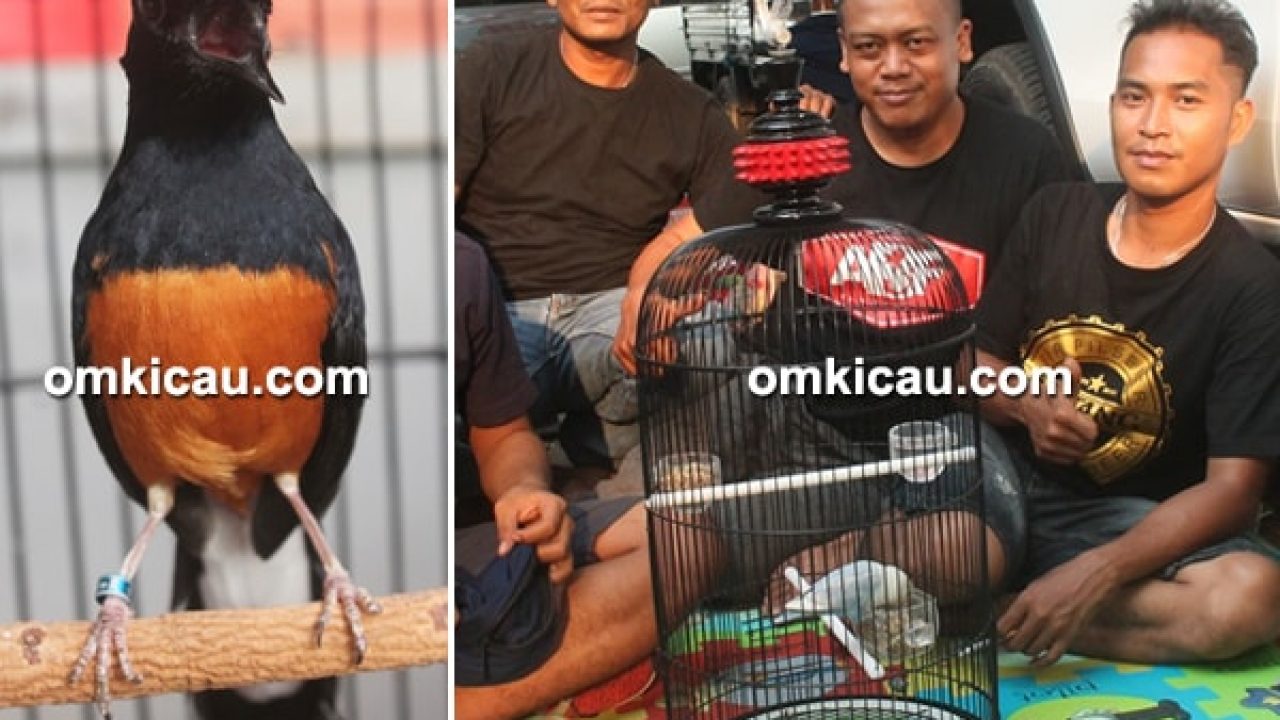 Lovebird Candy Quintrick Di Piala Wali Kota Tangsel Mb Black