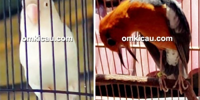 lovebird Badai Salju-anis merah Euro
