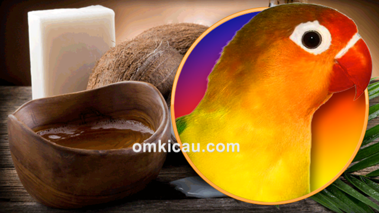 Manfaat minyak kelapa untuk burung kicauan – OM KICAU