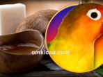 Manfaat minyak kelapa untuk burung