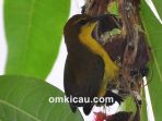 Mengenali perilaku berbiak burung-madu di alam dan kandang penangkaran