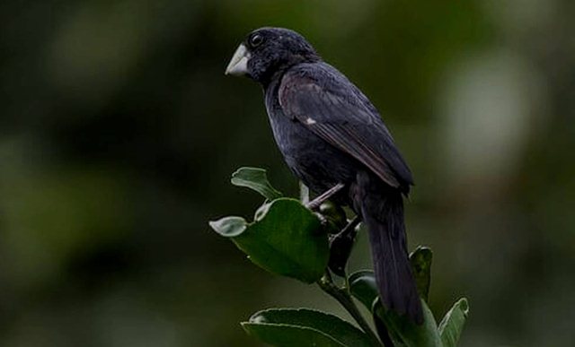 Burung twatwa yang memiliki suara ngerol variasi