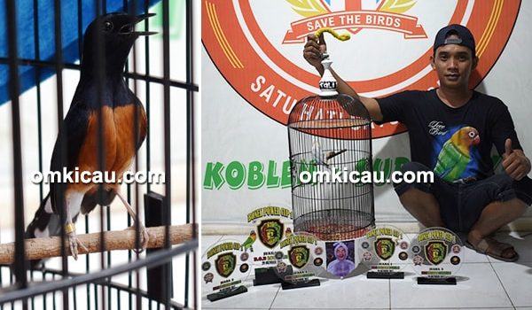 feat Launching Pakan Bonek Power